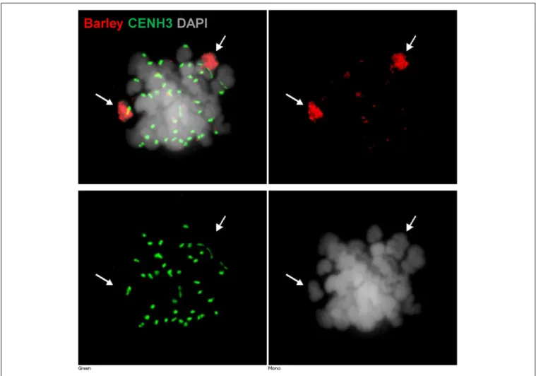 FIGURE 5 | Detection of barley chromatin and CENH3 centromeric histone protein within the metaphase chromosomes of a wheat–barley addition line (2n = 6x = 44) carrying a pair of 3H chromosome and the complete chromosome complement of wheat