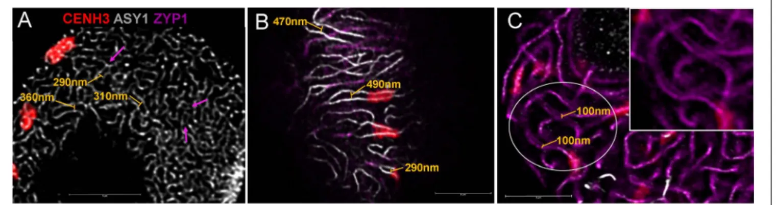 FIGURE 6 | Axis distances during early meiotic prophase I in hexaploid wheat. (A) Leptotene and (B) zygotene images are single stack enlargements from samples presented in Figures 3A,B