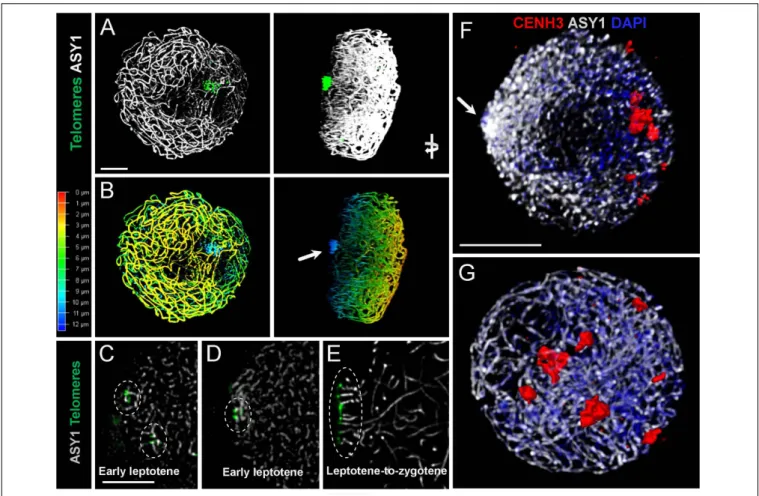 FIGURE 8 | Spatial relationships of telomeres, centromeres, and chromosome axes in early meiosis of a diploid and a synthetic tetraploid barley (2n = 4x = 28, originating from a cross between two autotetraploid Hordeum vulgare cultivars: Morex × Golden Pro