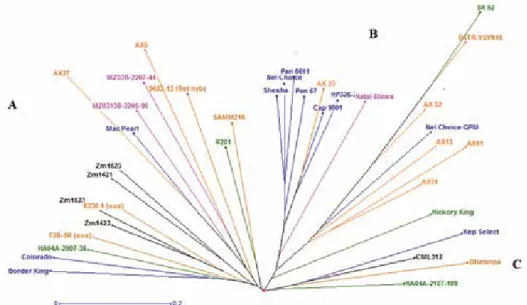 Figure 1. Dendrogram showing the genetic relationship of 37 maize genotypes genotyped using 18 SSR markers