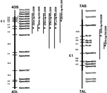 Figure 1. Genetic linkage maps of wheat chromosomes 4DS and 7AL showing QTL for dough strength (QDse.