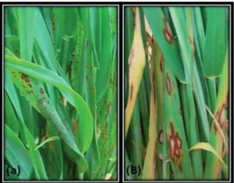 Figure 1. Symptoms of spot blotch (a) and scald (b) diseases on barley cv. WI 2291 after 72 h post inoculation