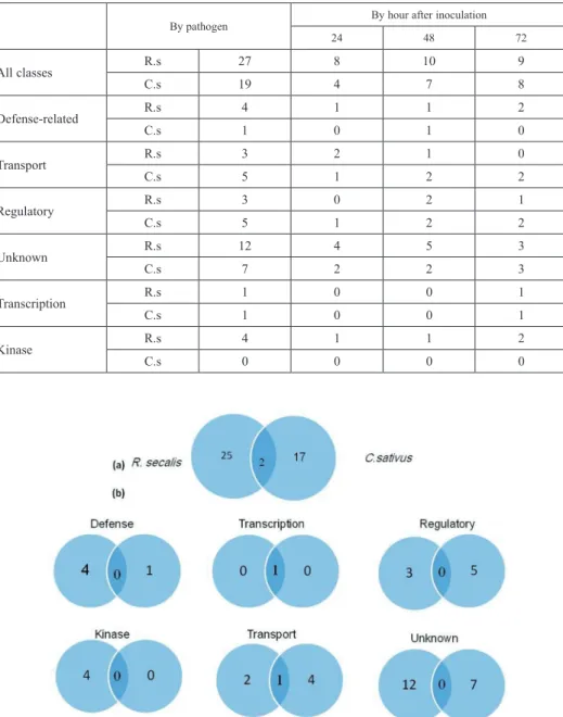 Table 1. Defense-related gene classes transcripts, detected at P  &lt; 0.0001 in R. secalis (Rs) and  C