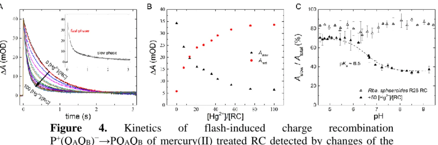 Figure 3. Energetic changes of the RC dimer (P) induced by mercury(II) ion  tracked by different methods