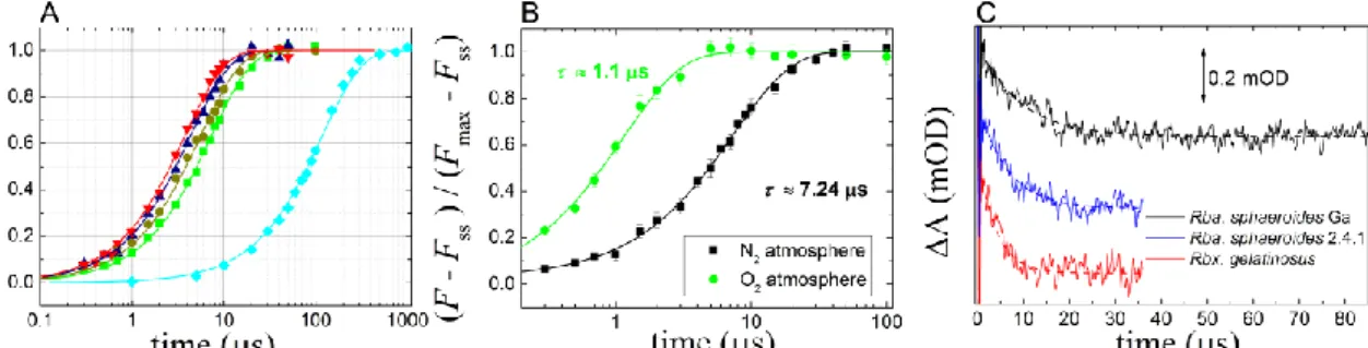 Figure 4. (A) Kinetics of normalized fluorescence due to triplet states of different bacteria strains  (lifetimes):  Thio