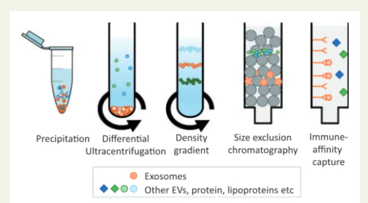 Figure 3 Standard techniques used for isolating exosomes from other EVs, protein, and lipoproteins present in blood and cell-culture medium.