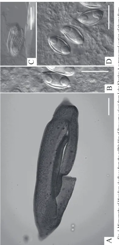 Fig. 1. Micrographs of Myxidium shedkoae from the gallbladder of Perccottus glenii from Lake Khanka: A = transversal section of plasmodium;   B = spore, sutural view; C = ridges on spore shell valves; D = spores, valvular view