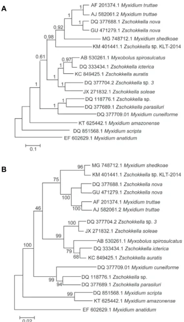 Fig. 2. Phylograms of Myxidium shedkoae position according to GTR + G + I substitution model  for partial 18S rDNA sequence dataset: A = Bayesian inference; B = maximum likelihood
