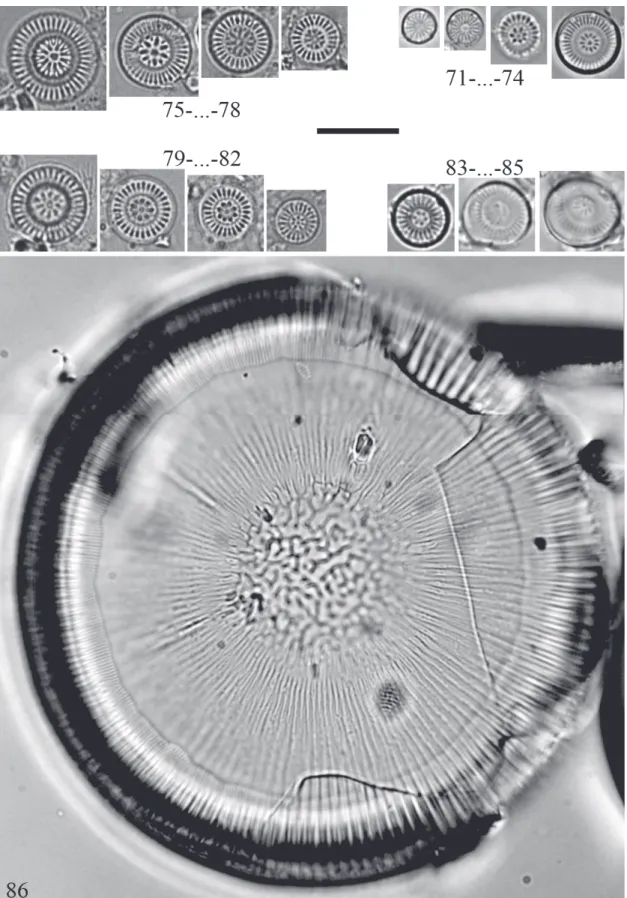 Figure 8. 71–74 – Discostella pseudostelligera (Hustedt) Houk &amp; Klee; 75–78 – Discostella stelligera (Cleve &amp; Grunow) Houk &amp; Klee; 
