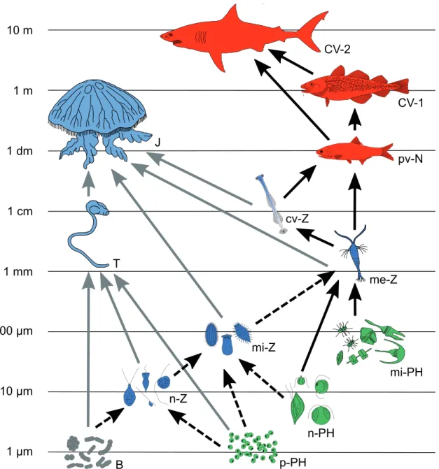 Figure 1. Simplifi ed representation of the pelagic food web in the ocean. Color codes - green: phytoplankton, grey: bacteria, blue: 