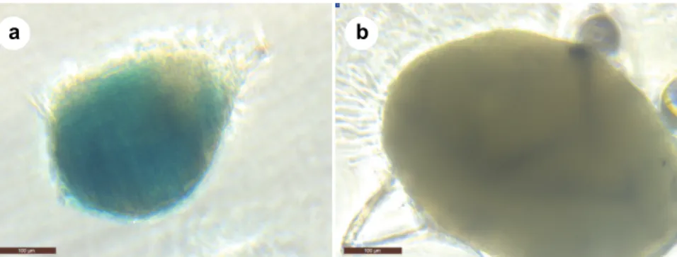Fig. 2. Chondrogenesis-induced differentiation of canine AT-MSCs. (a) Specific Alcian blue   staining of glycosaminoglycans produced by AT-MSCs in three-dimensional spheroid cultured   under chondrogenic conditions for three weeks; (b) no specific staining