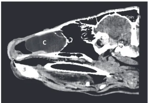 Fig. 1. The CT scan shows a mass filling the entire rostral area of the nasal cavity. C: cyst  