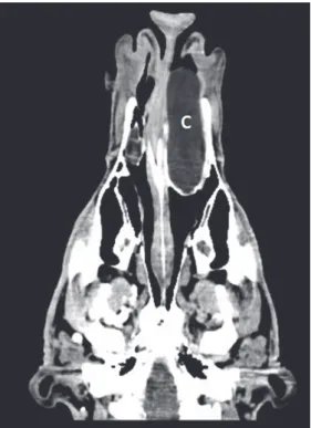 Fig. 2. The CT scan shows a mass filling the entire rostral area of the left nasal cavity