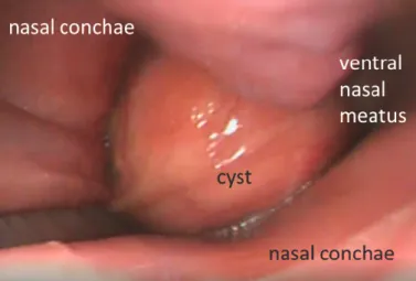 Fig. 3. Endoscopic examination via the left nostril shows a smooth pink mass approximately 10 cm  caudal to the nostril 