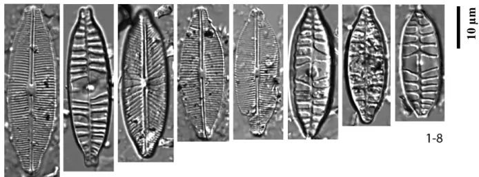 Plate 6: Craticula sp. 1. Figs S1-S8: Sós-ér. - Figs S1-S8: valve view.