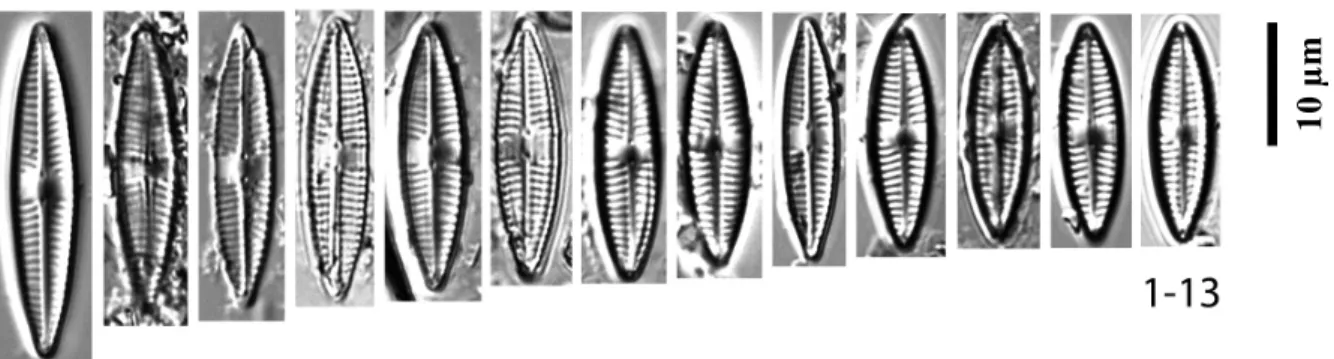 Plate 9: Navicula sp. 2. Figs S1-S13: Sós-ér. - Figs S1-S13: valve view. 