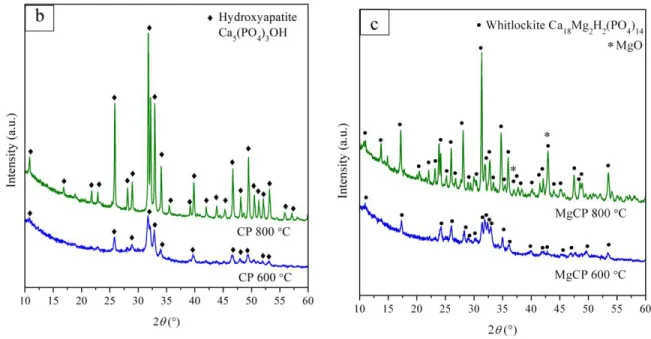 Fig. 3 XRD patterns of fibers calcined at 600 °C and 800 °C: b) CP and c) MgCP  