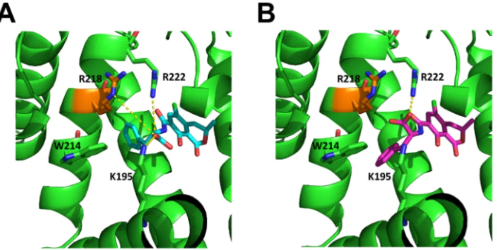 Figure 4. Structures of the aligned OTA (A, blue) and 2’R-OTA (B, magenta) in HSA (green)