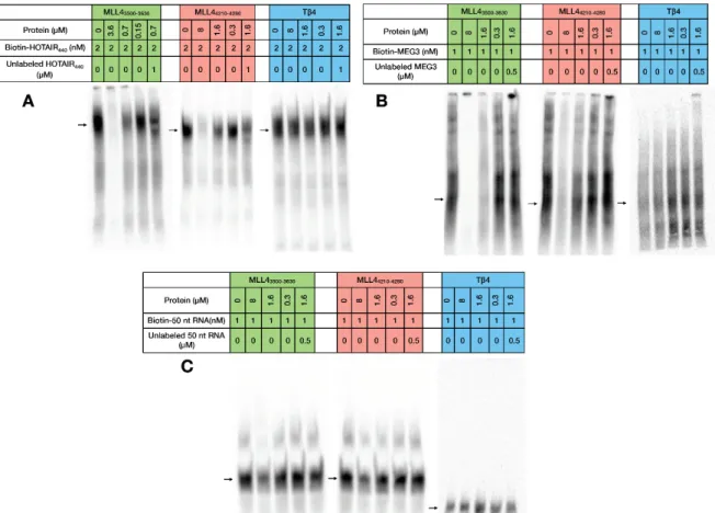 Figure 3. Electrophoretic Mobility Shift Assay. Interaction of MLL4 3500–3630 , MLL4 4210–4280  and Tβ4 with  HOTAIR 440  (A), MEG3 (B) and 50 nt RNA (C)