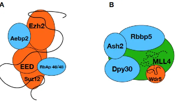 Figure 4. lncRNA binding of PRC2 and MLL4/COMPASS complex. Schematic representation of the  PRC2 and MLL4/COMPASS complexes, where the known RNA binding subunits are shown in  orange and the suggested lncRNA binding subunit MLL4 is green