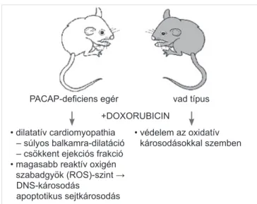 3. ÁBRA. A szívelégtelenség egyik klasszikus állatkísérletes  modellje, amelyben doxorubicinnel indukált  cardiomyopat-hiaban igazolták a PACAP kardioprotektív hatását