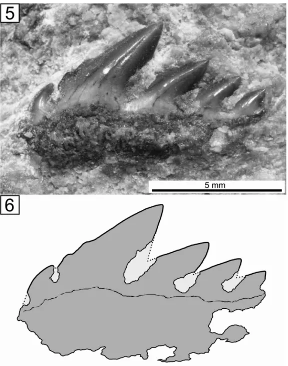 Fig. 5. Crassodontidanus sp. lower tooth from the Bathonian (Middle Jurassic) Óbánya Limestone  Formation of the Síngödör (nearby Magyaregregy, Mecsek Mts, Southern Hungary), in lingual 
