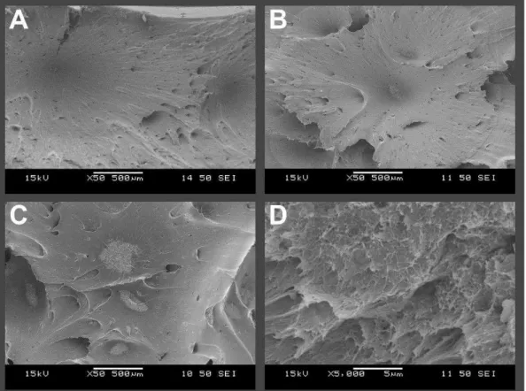 Fig. 3. SEM micrographs of fracture surfaces: a) PA6, b) PA6 / 0.25CNT,  c) PA6 / 1CNT, d) PA6 / 0.25CNT 