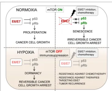 FIGUre 1 | Oxygenation can change the biological behavior of  HPV-positive tumors. Impaired mechanistic target of rapamycin (mTOR)  signaling and concomitant HPV E6/E7 repression in hypoxic  HPV-positive cancer cells allow the evasion of senescence