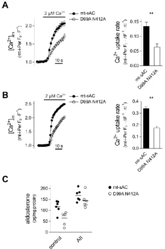Figure  4.  Effect  of  mt-sAC  overexpression  on  mitochondrial  Ca 2+   accumulation  and  aldosterone production 