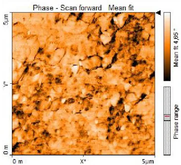 Fig. 7. AFM phase micrograph of an EP/VE sample after 50 kGy gamma irradiation  The  fracture  surfaces  of  the  tested  samples  were  investigated  by  SEM