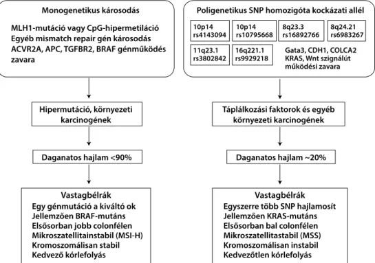 2. ábra Az örökletes vagy sporadikus monogénes betegségek és az örökletes poligénes SNP-variációk összehasonlító modellje a vastagbél- vastagbél-rák-kialakulás kockázata egyedi predikciójának szemszögéből