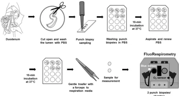 Figure 2.  Preparation of punch biopsies. An intestinal section was harvested from mouse duodenum