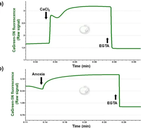 Figure 4e illustrates the anoxia-induced changes in the levels of Ca 2+  that were evaluated at zero O 2  flux and  O 2  consumption (Fig. 4f,g)