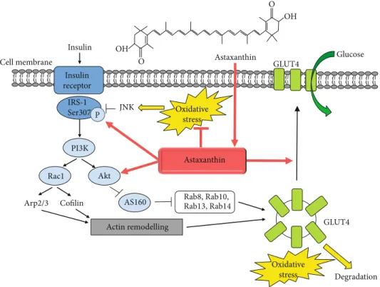 Figure 2: Astaxanthin improves insulin sensitivity and glucose uptake. Schematic representation of the insulin-mediated signaling pathway resulting in the translocation of GLUT4 glucose transporter and glucose uptake