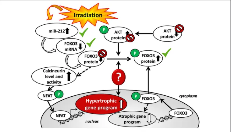 FIGURE 5 | Putative mechanisms in the development of left ventricular hypertrophy in RIHD.