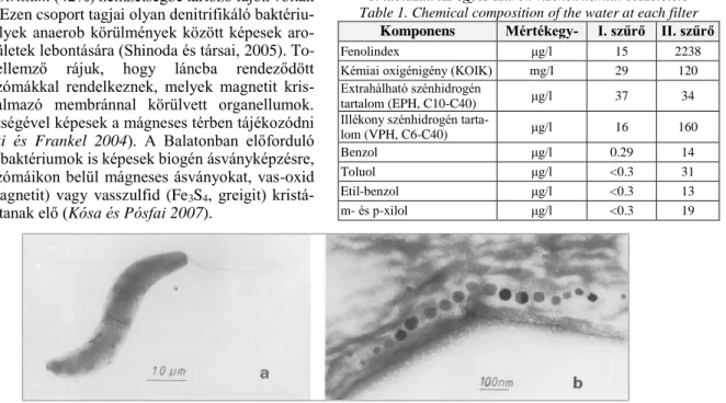 (6. ábra). Ezen csoport tagjai olyan denitrifikáló baktériu- baktériu-mok, amelyek anaerob körülmények között képesek  aro-más vegyületek lebontására (Shinoda és társai, 2005)