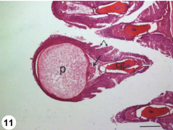 Fig. 11. Gill filament of a pike with a cross-sectioned Henneguya psorospermica plasmodium (p)