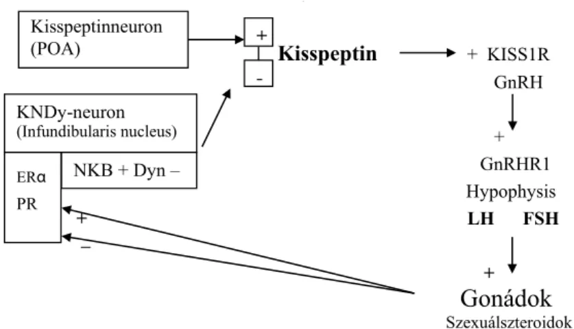 1. ábra A GnRH-szekréciót szabályozó kisspeptin-neuronhálózat áttekintése
