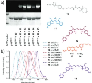 Fig. 1 (a) Fluorescent labeling of linker (10) tagged p38 C162S with bioorthogonalized dyes (11 – 15) monitored by SDS-PAGE