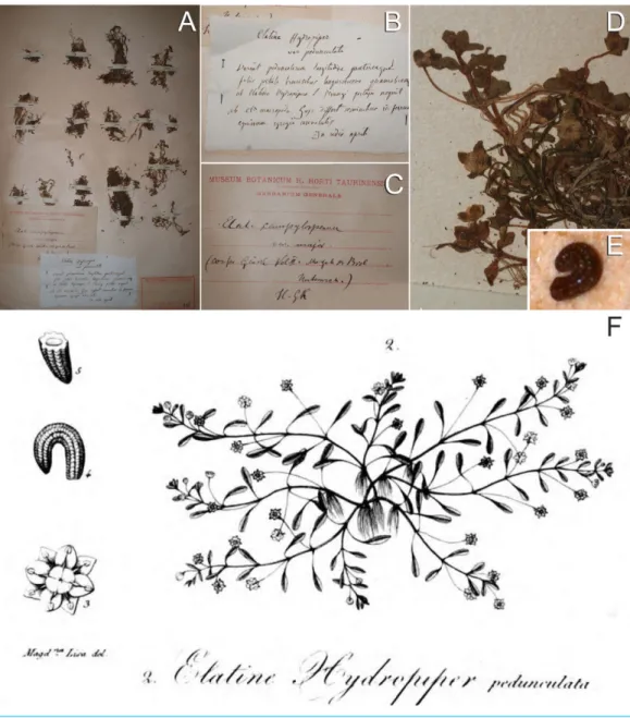 Figure 1 Original material of E. campylosperma. (A) Herbarium sheet of E. hydropiper var