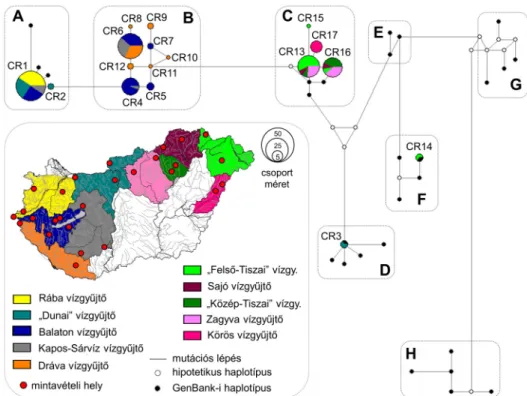 1. ábra. A vizsgálataink során kimutatott új (CR) és génbanki (•) mtCR haplotípusok median‐joining módszerrel  képzett hálózata