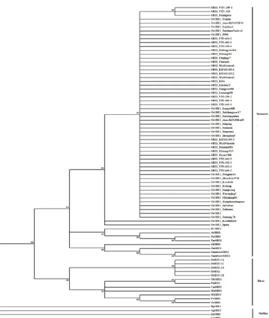 Figure 1. Phylogenetic tree of 81 SBEI coding sequences, constructed using; Maximum likelihood (ML) with  1,000 replicates for Bootstrap test using MEGA 7 program