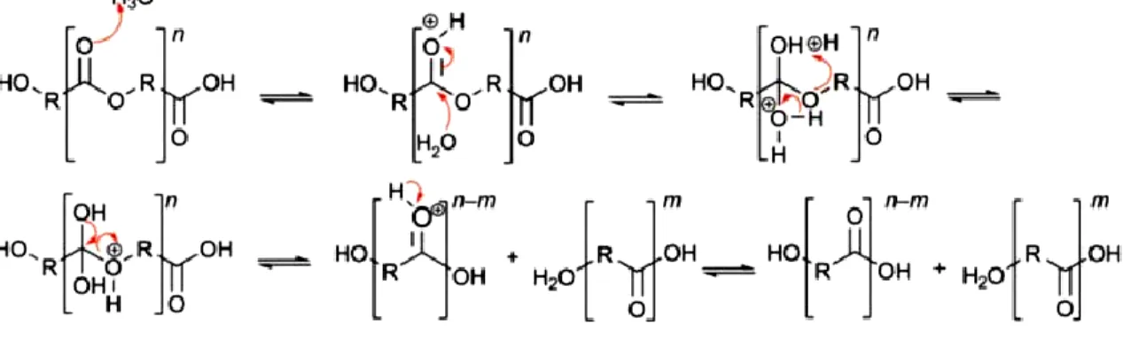 Figure 6.3. Acid-catalyzed hydrolysis of polyesters [53] 
