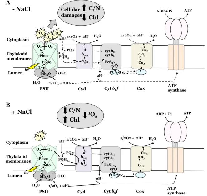 Fig. 6    Schematic diagram of the thylakoid membrane-localized  photosynthetic and respiratory electron transport chains in  PSI-less/ScpABCDE −  in the absence (a) or presence (b) of NaCl