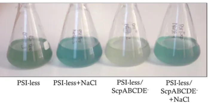 Fig. 1   Color appearance of the PSI-less and PSI-less/ScpABCDE − mutants grown in the presence or absence of 0.2 M NaCl