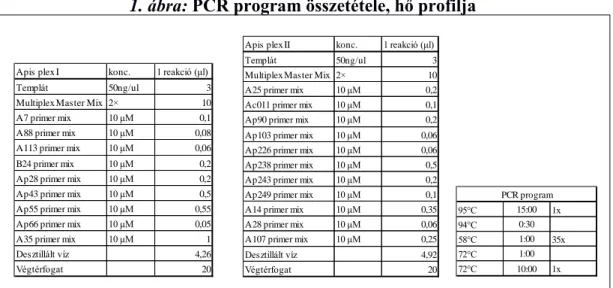 1. ábra: PCR program összetétele, hő profilja 