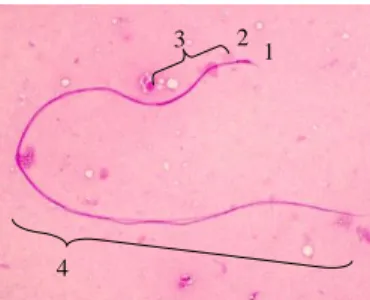 2. ábra: Méh spermium részei: 1. akroszóma, 2. nukleusz, 3. farok középrésze, 4. farok 