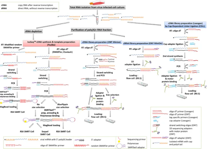 Figure 2: Comprehensive experimental workflow of the PacBio and MinION sequencing.