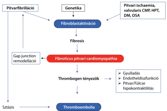 1. ábra Fibroticus pitvari cardiomyopathia kialakulása és következményei