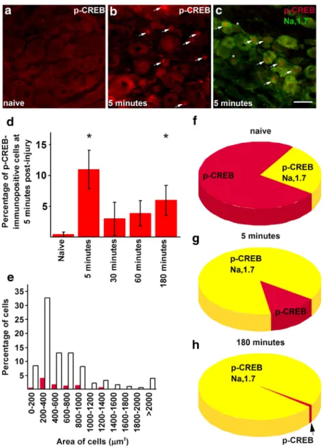 Fig. 3 Burn injury induces upregulation in p-CREB expression in Na v 1.7-expressing primary sensory neurons in L4 – L5 dorsal root ganglia.